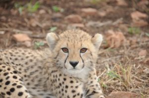 cheetah Valiant