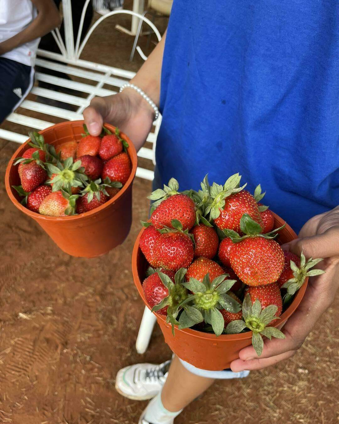 The Cradle Berry Farm Farms in Muldersdrift Jozikids