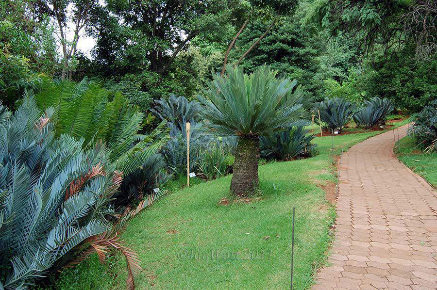 Pretoria National Botanical Garden Gardens in Pretoria / Tshwane Events Jozikids