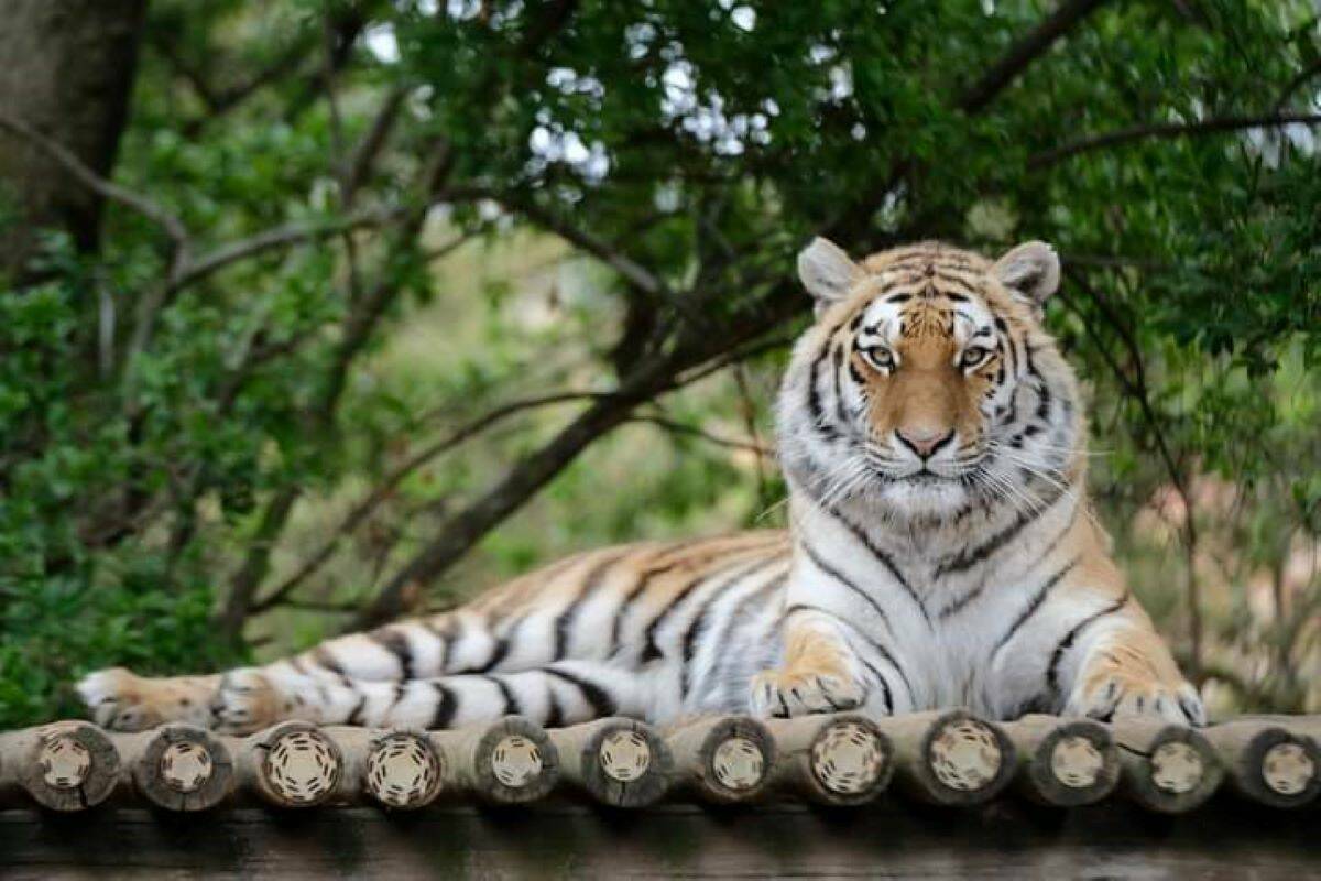 Johannesburg Zoo Joburg Zoo in Randburg Jozikids